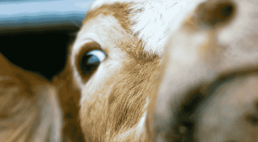 cow looking scared