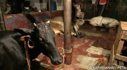 cow tied up to pole