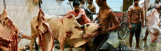 cows being killed with blood everywhere