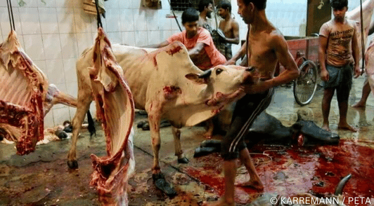 people slaughtering cows
