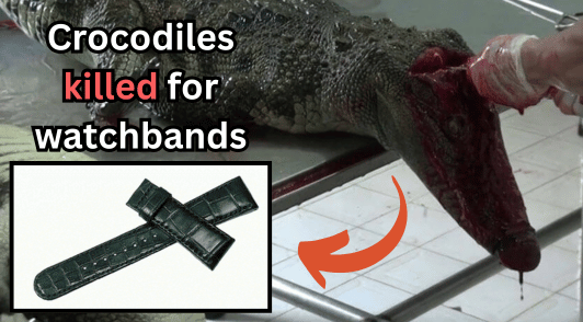 crocodile being killed next to crocodile leather watchband