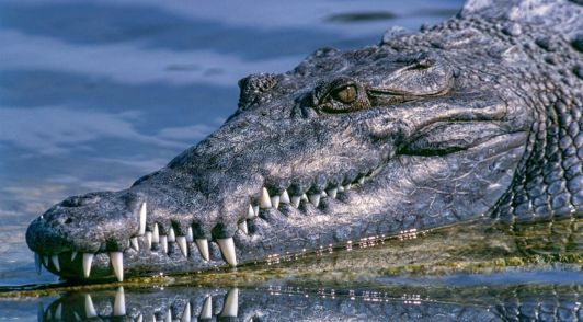 crocodile in nature next to water