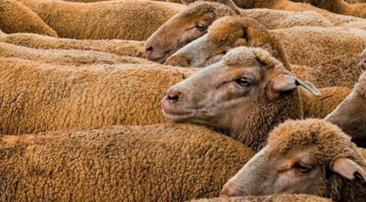 sheep crowded together