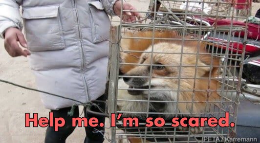 person next to fox in tiny cage with the words help me im so scared
