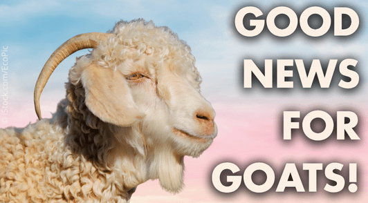 goat with the words good news for goats