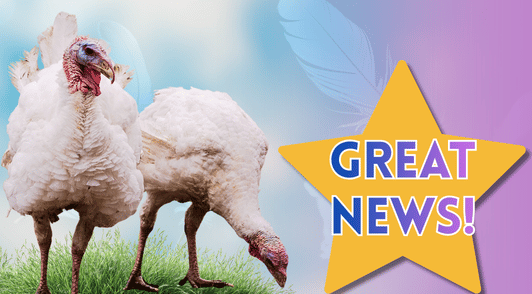 white turkeys with the words great news