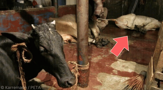 cows about to be killed for the leather industry