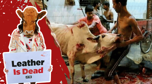cow beig slaughtered next to image of protester with sign reading leather is dead