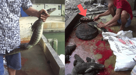 lizards being decapitated on a floor covered in blood