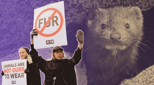 protesters holding signs about not wearing fur next to a photo of a mink