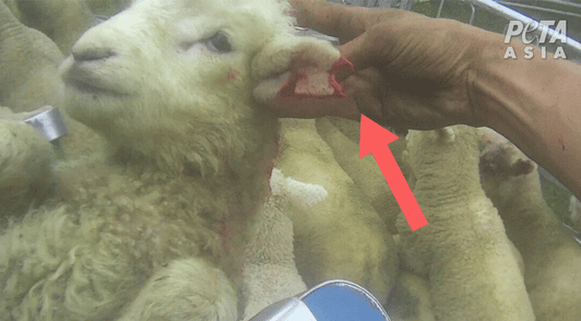 sheep with a bloody injured ear