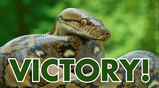 Python in nature with the word victory