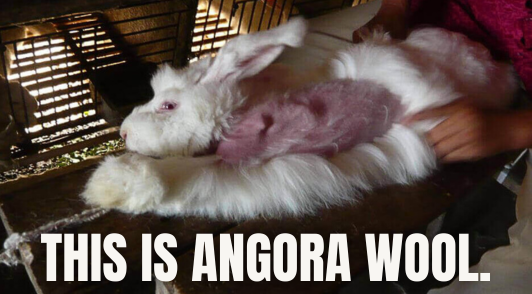 rabbit with hair ripped out with the words this is angora wool