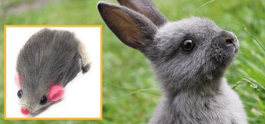 grey rabbit next to image of a fur mouse toy