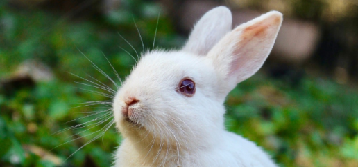 rabbit in grass