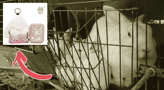 rabbits in small metal cage in fur trade next to image of bunnylulu keychain