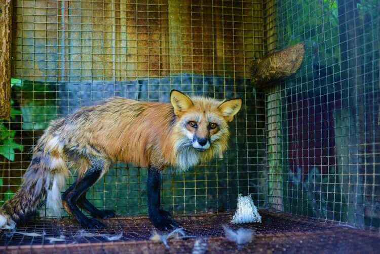 Urge LVMH to Ban Fur From Its Brands Louis Vuitton, Fendi, Dior