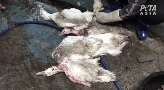 bloodied birds