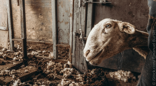 sheep in shearing shed