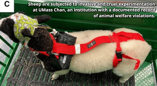 sheep exploited in experiment