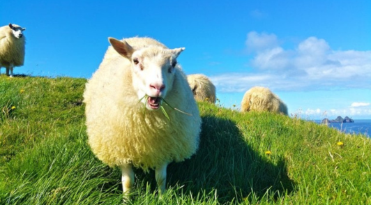 sheep in grassy field