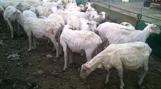 sheep with bloody cuts after being shorn