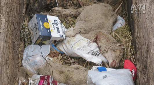 sheep in trash next to garbage