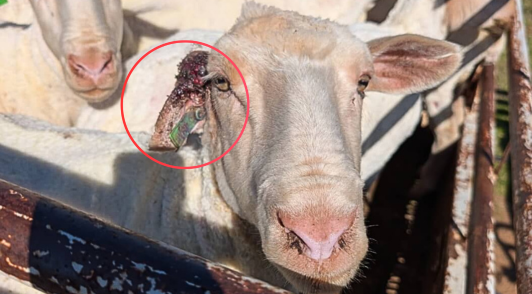sheep with bloody ear