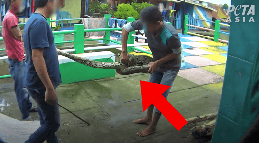 snake being killed by group of men