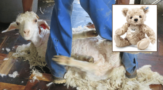 goat being sheared next to image of a mohair teddy bear