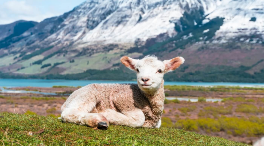 lamb in front of mountain
