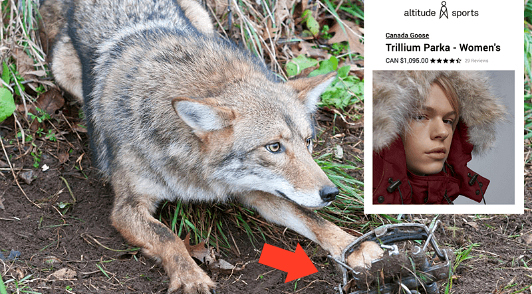 speak out against the fur industry