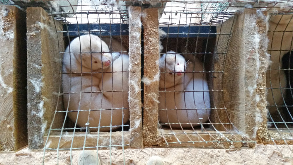 photo of minks in cramped and dirty cages