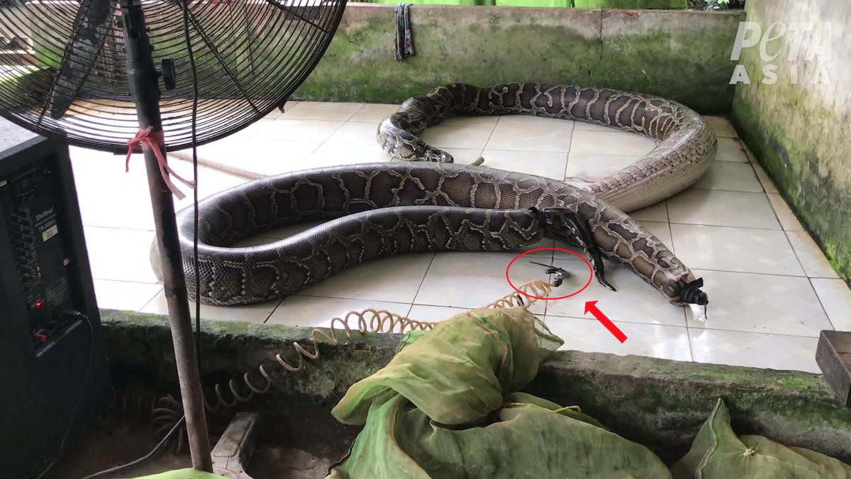 Inside Louis Vuitton's snake slaughter house (must see) please subscribe  (graphic) 