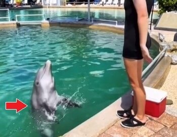 thin dolphin visible shoulder miami seaquarium fair use mc Urge Officials to Shut Down Miami Seaquarium Over Starved Dolphins