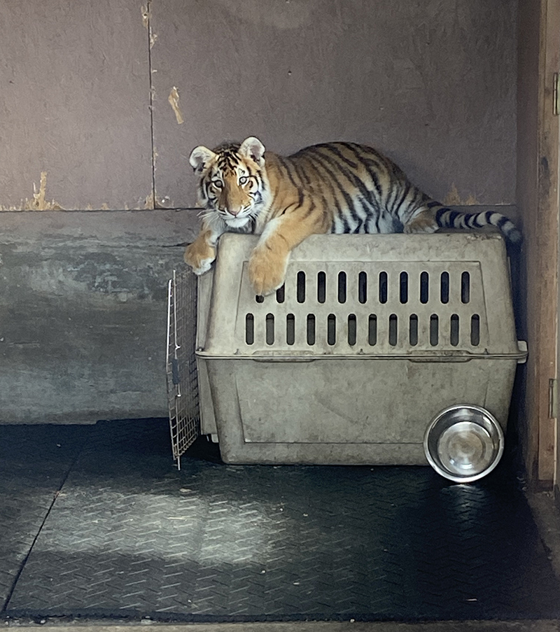 Rabbits Killed With Hammers, Baby Giraffes Exploited for Encounters ...