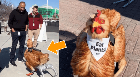 Hennifer Coolidge the robotic chicken