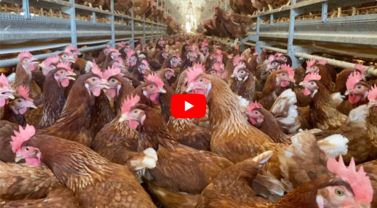 chickens on crowded egg farm