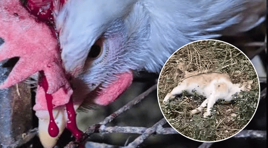 hen with bleeding skull and a dead cat
