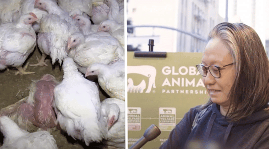 women watching slaughterhouse footage outside whole foods next to image of chickens on farm