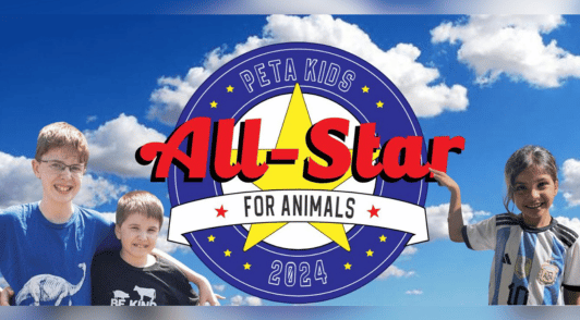 All Star for Animals contest winners