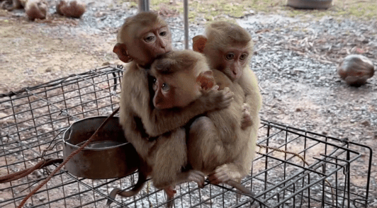baby monkeys hugging eachother
