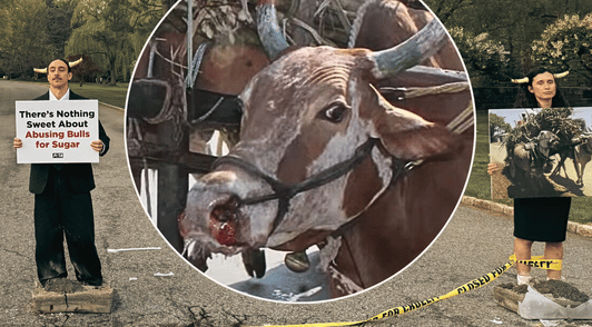 two bull defenders with photo of a bull pulling sugar cane