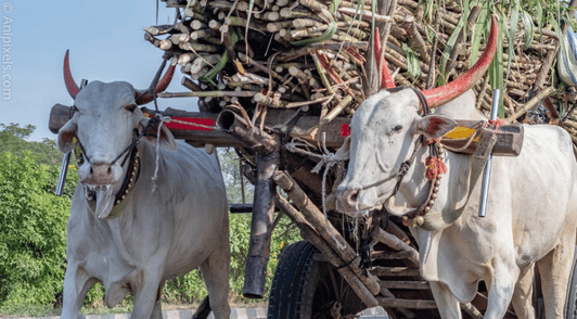 bulls hauling large amount of sugar cane