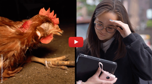 person watching egg farm footage next to image of chicken