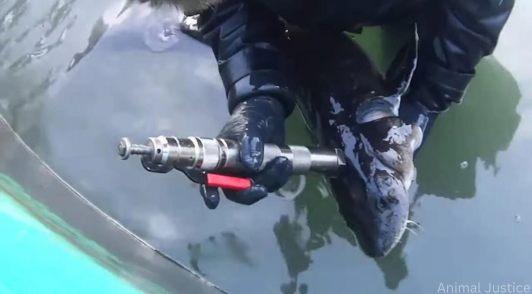 person harming fish for caviar