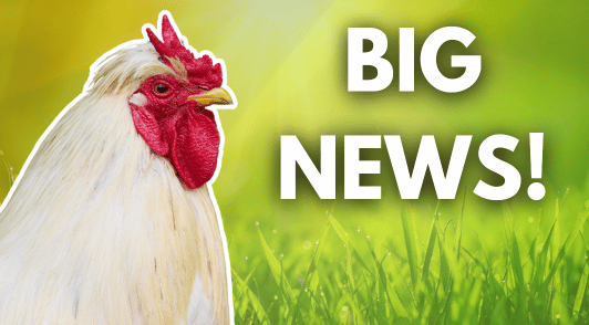 chicken with the words big news