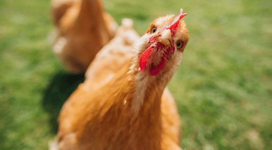 chicken looking at the camera