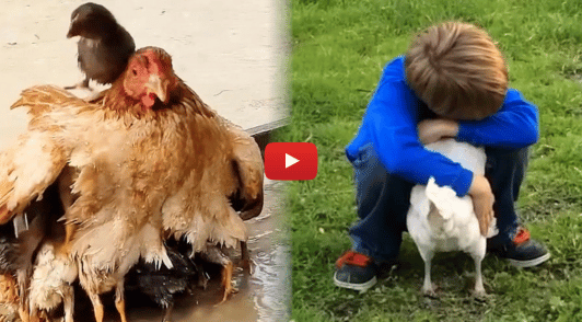 chicken protecting chicks under wings next to image of a young boy hugging a chicken