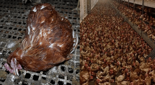 chickens on cage free farm